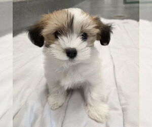 Havanese-Unknown Mix Dogs for adoption in Waterford, VA, USA