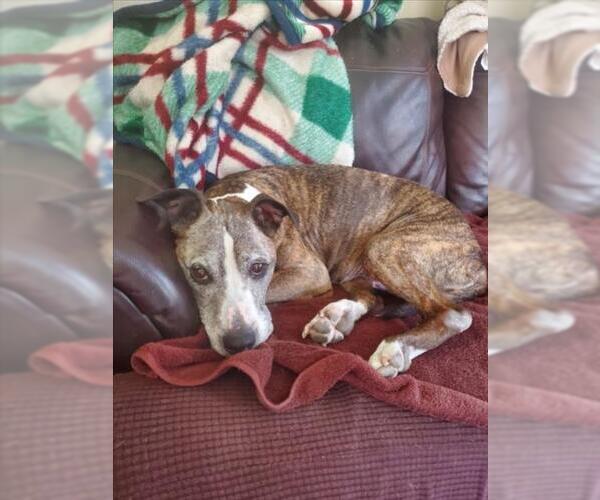 Medium Photo #2 Boxer-Unknown Mix Puppy For Sale in Derwood, MD, USA