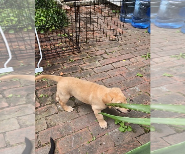 Medium Photo #18 Labrador Retriever Puppy For Sale in ELIZABETH CITY, NC, USA