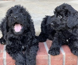 Goldendoodle Puppy for sale in VARDAMAN, MS, USA