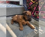 Small Photo #21 Irish Terrier Puppy For Sale in WATERLOO, NY, USA