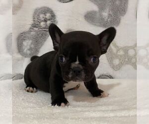 French Bulldog Puppy for sale in JOHNS ISLAND, SC, USA