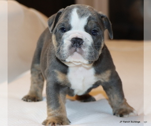 Bulldog Puppy for Sale in WINNSBORO, Texas USA