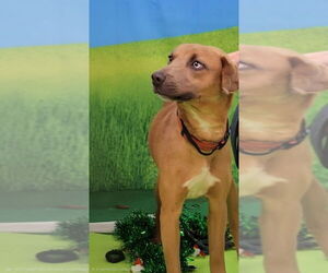 Jack-A-Bee Dogs for adoption in Bloomingdale, NJ, USA