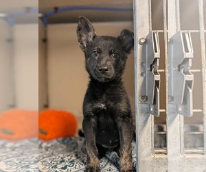 German Shepherd Dog-Unknown Mix Dogs for adoption in Anchorage, AK, USA
