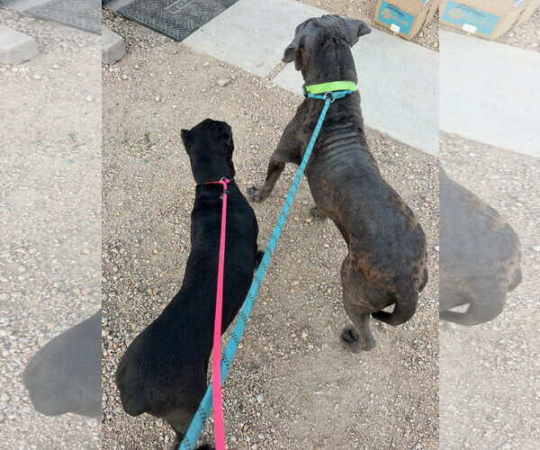 Medium Photo #7 Mutt Puppy For Sale in Goodyear, AZ, USA