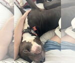 Small #14 American Pit Bull Terrier