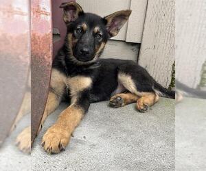 German Shepherd Dog-Unknown Mix Dogs for adoption in Santa Cruz, CA, USA