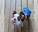 Small Photo #2 Bulldog Puppy For Sale in Shreveport, LA, USA