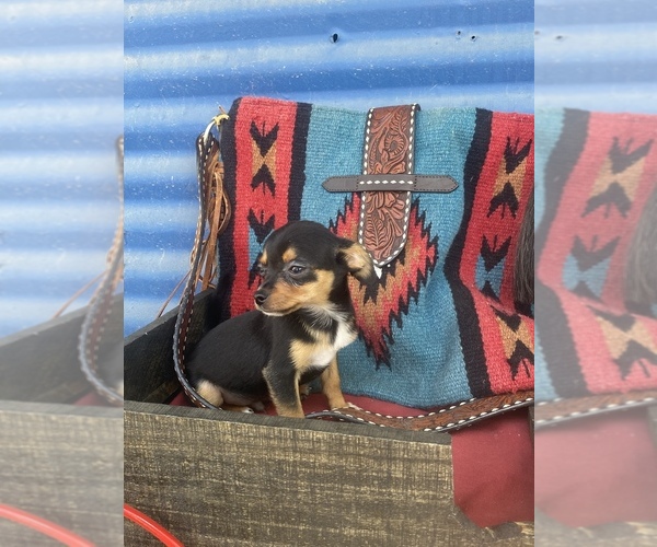 Medium Photo #4 Chihuahua Puppy For Sale in HUGO, OK, USA