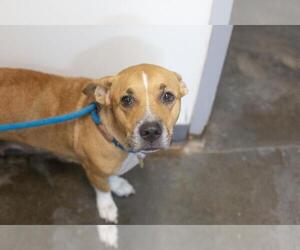 Mutt Dogs for adoption in Mountain Home, AR, USA