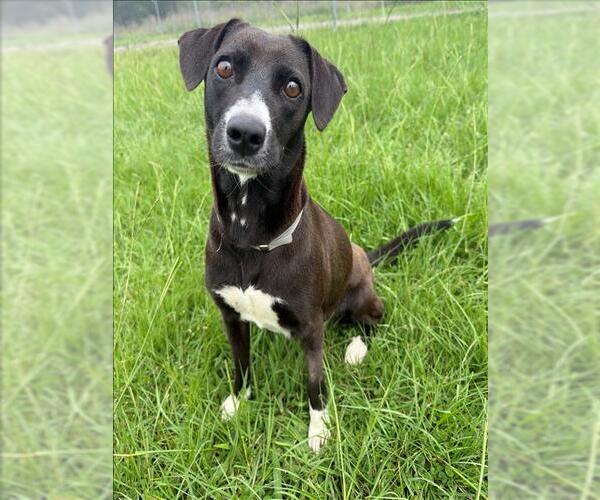 Medium Photo #2 Labrador Retriever-Unknown Mix Puppy For Sale in Conroe, TX, USA
