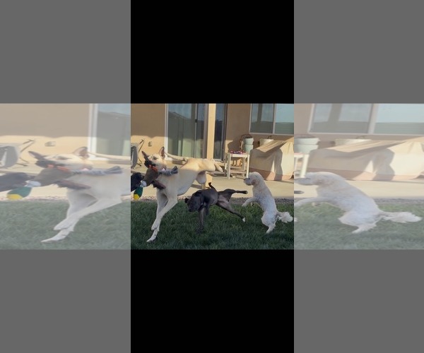 Medium Photo #2 Chihuahua-Unknown Mix Puppy For Sale in La Verne, CA, USA