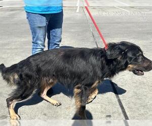 German Shepherd Dog Dogs for adoption in Ocala, FL, USA