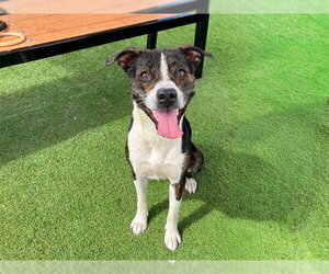 FRANKLIN - Male Mutt Dog for Adoption - Photo #3