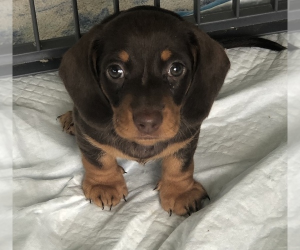 Medium Photo #1 Dachshund Puppy For Sale in CHARLOTTESVILLE, VA, USA