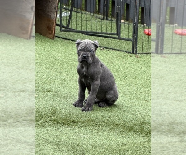 Medium Photo #1 Cane Corso Puppy For Sale in JOLIET, IL, USA