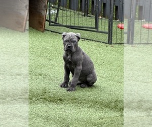 Cane Corso Puppy for Sale in JOLIET, Illinois USA