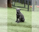 Cane Corso Pups - Male Cane Corso Puppy for Sale - Small photo