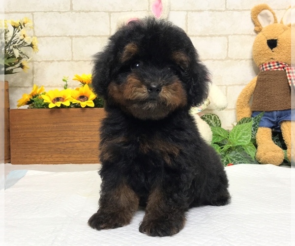 Medium Photo #1 Poodle (Toy) Puppy For Sale in SAN JOSE, CA, USA