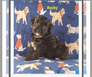 Aussie-Poo Puppy for sale in STOUTLAND, MO, USA