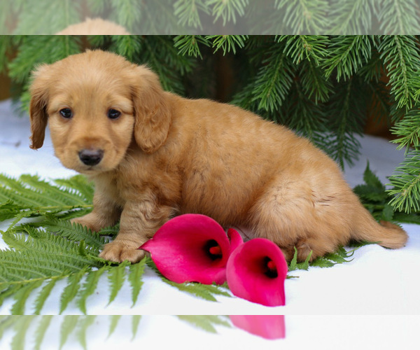 Medium Photo #10 Dachshund Puppy For Sale in GOSHEN, IN, USA