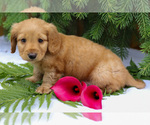 Small #3 Dachshund