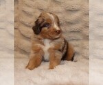 Small #7 Australian Retriever
