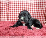 Small Photo #6 Golden Mountain Dog Puppy For Sale in BLACK FOREST, CO, USA