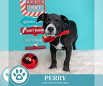 Small #3 Labrador Retriever Mix