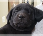 Small #26 Labrador Retriever