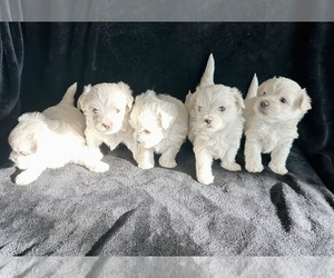 Maltese Puppy for Sale in YUCCA VALLEY, California USA