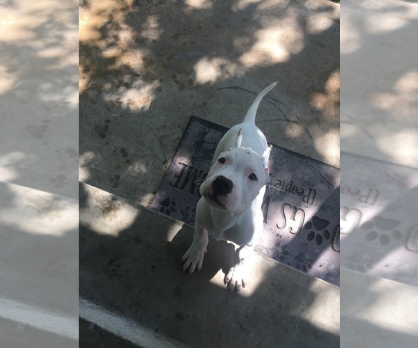 Medium Photo #8 Dogo Argentino Puppy For Sale in BRIDGE CITY, TX, USA