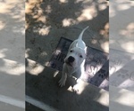 Small Photo #8 Dogo Argentino Puppy For Sale in BRIDGE CITY, TX, USA