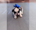 Small #6 Shih Tzu