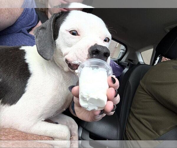 Medium Photo #4 American Boston Bull Terrier Puppy For Sale in Ball Ground, GA, USA