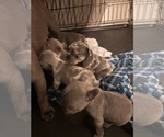 Small #3 French Bulldog