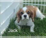 Small #1 Cavalier King Charles Spaniel