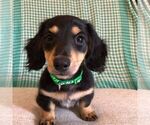 Puppy Tommy Dachshund