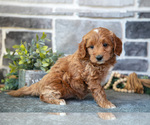 Small #1 Goldendoodle (Miniature)