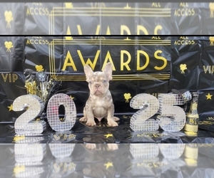 French Bulldog Puppy for sale in INDIANAPOLIS, IN, USA