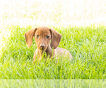 Small #8 Dachshund