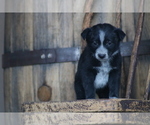 Small Photo #4 Australian Cattle Dog-Hangin Tree Cowdog Mix Puppy For Sale in PUEBLO, CO, USA