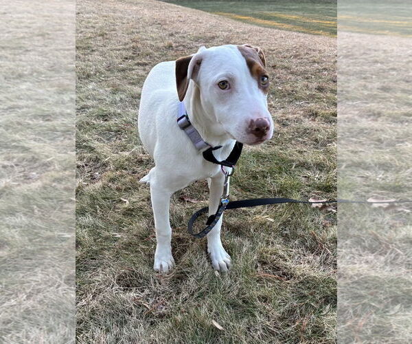 Medium Photo #7 Bulldog-Labrador Retriever Mix Puppy For Sale in Tarrytown, GA, USA