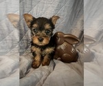 Puppy Beckner Yorkshire Terrier
