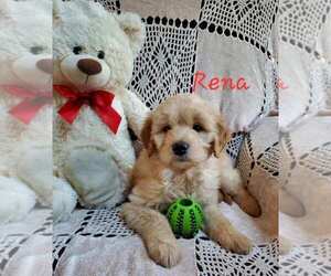 Goldendoodle Puppy for sale in WATERLOO, NY, USA