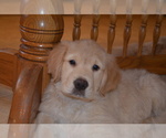 Small Photo #24 Golden Retriever Puppy For Sale in WEBSTER CITY, IA, USA