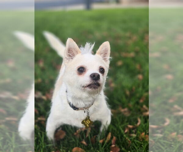 Medium Photo #6 Mutt Puppy For Sale in Sandy, UT, USA