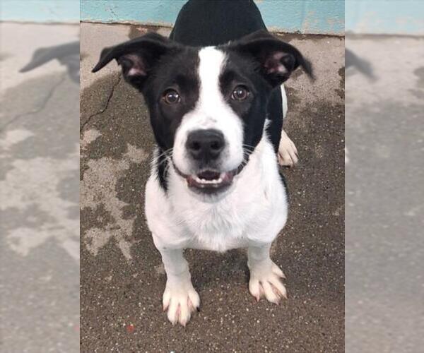 Medium Photo #1 Border Collie-Unknown Mix Puppy For Sale in Woodland, CA, USA