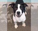 Small Border Collie Mix